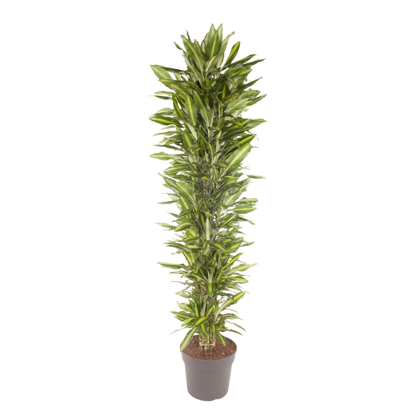Dracaena Cintho vertakt - 210 cm