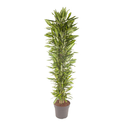 Dracaena Cintho vertakt - 210 cm