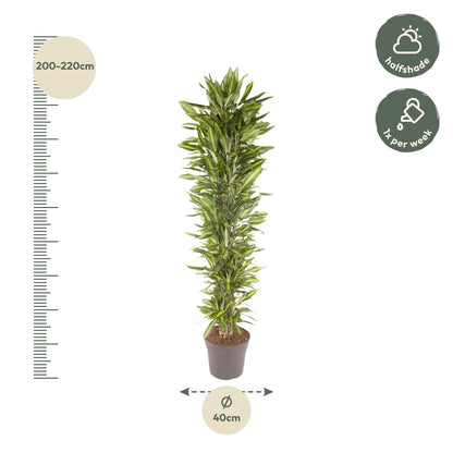 Dracaena Cintho vertakt - 210 cm