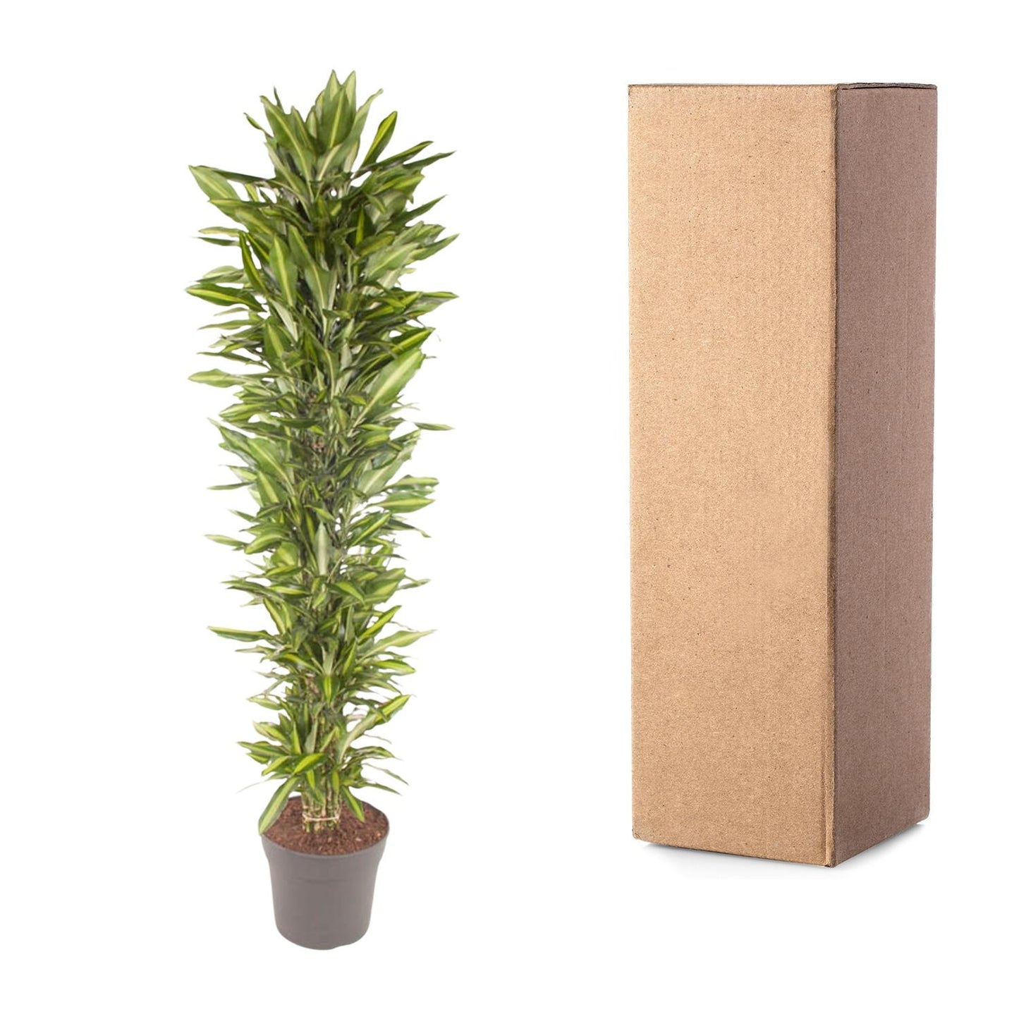 Dracaena Cintho vertakt - 210 cm