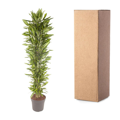 Dracaena Cintho vertakt - 210 cm