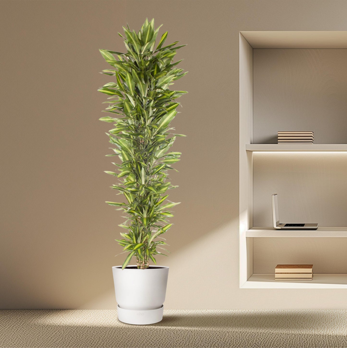 Dracaena Cintho vertakt - 210 cm