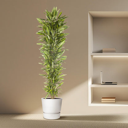 Dracaena Cintho vertakt - 210 cm