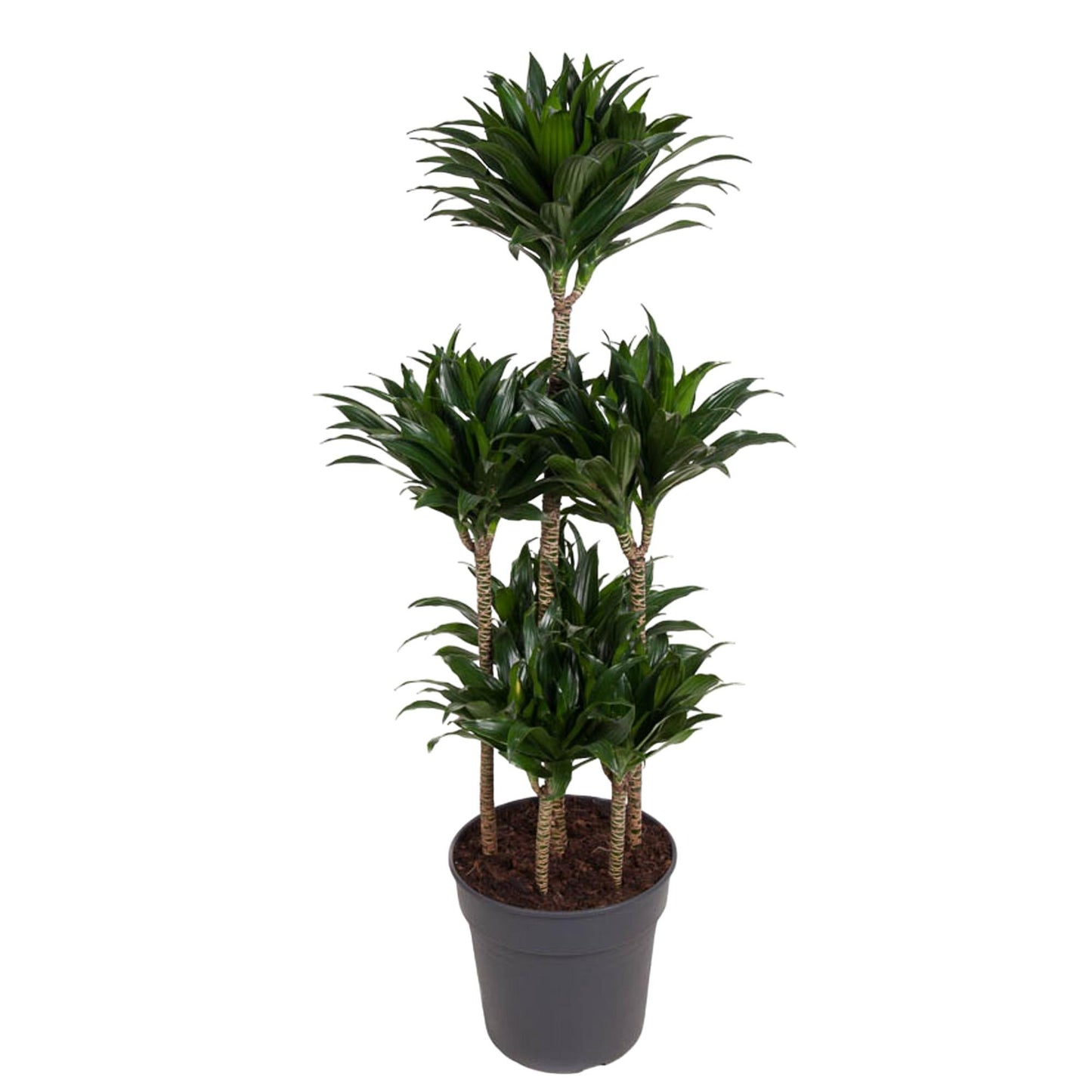 Dracaena Compacta Carrousel - 130 cm - Forest Plants
