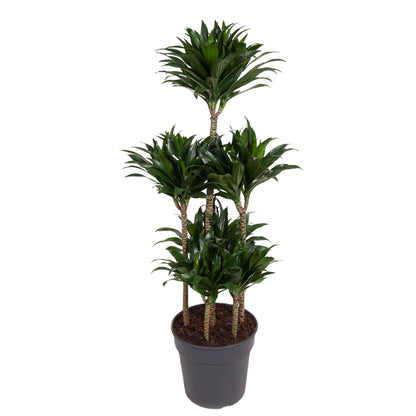 Dracaena Compacta Carrousel - 130 cm - Forest Plants