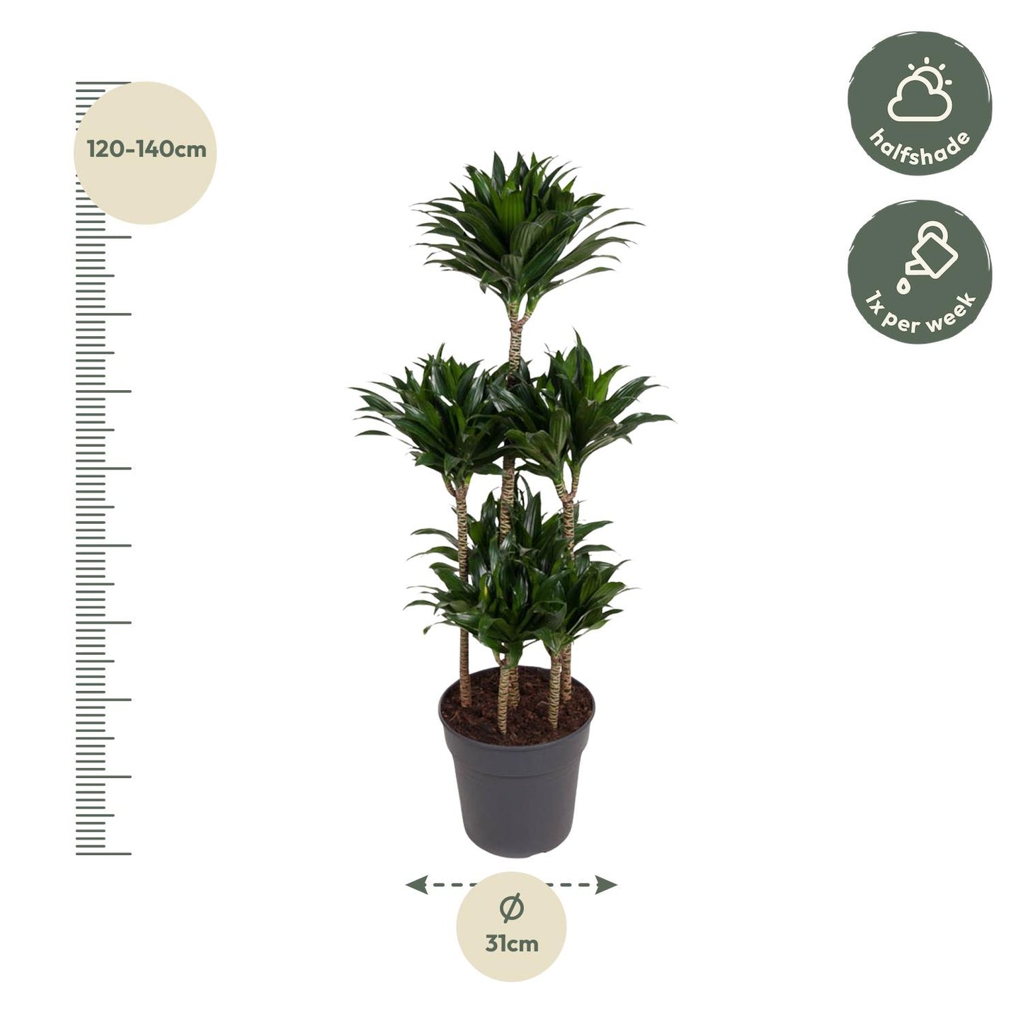 Dracaena Compacta Carrousel - 130 cm - Forest Plants