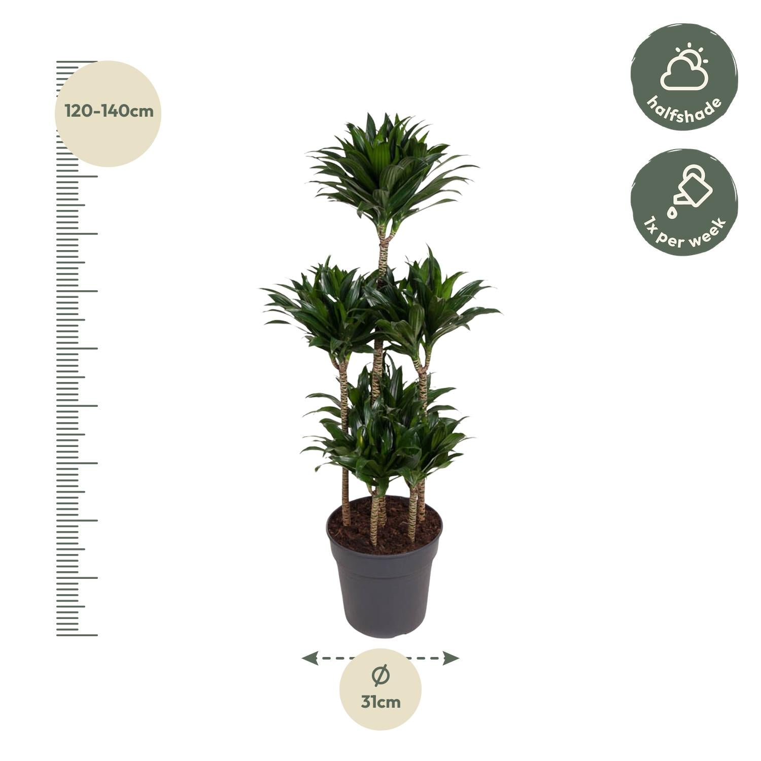Dracaena Compacta Carrousel - 130 cm - Forest Plants