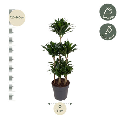 Dracaena Compacta Carrousel - 130 cm - Forest Plants