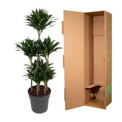 Dracaena Compacta Carrousel - 130 cm - Forest Plants