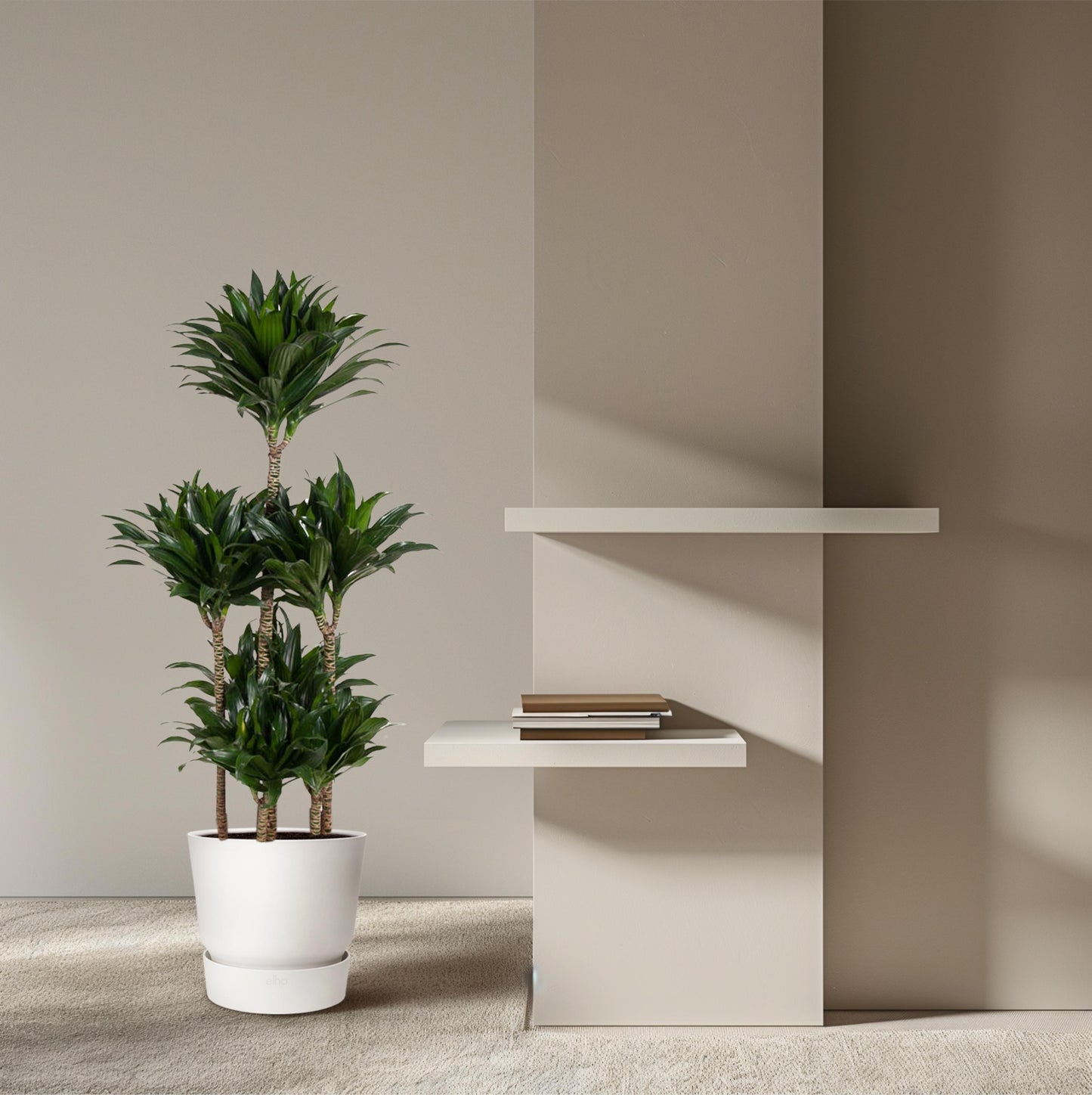 Dracaena Compacta Carrousel - 130 cm - Forest Plants