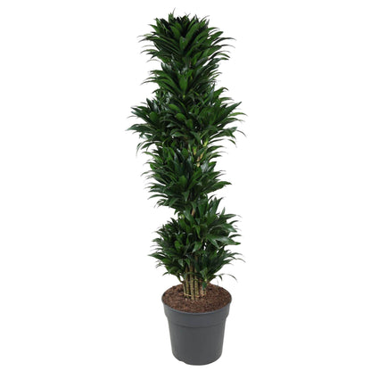 Dracaena Compacta vertakt - 170 cm - Forest Plants