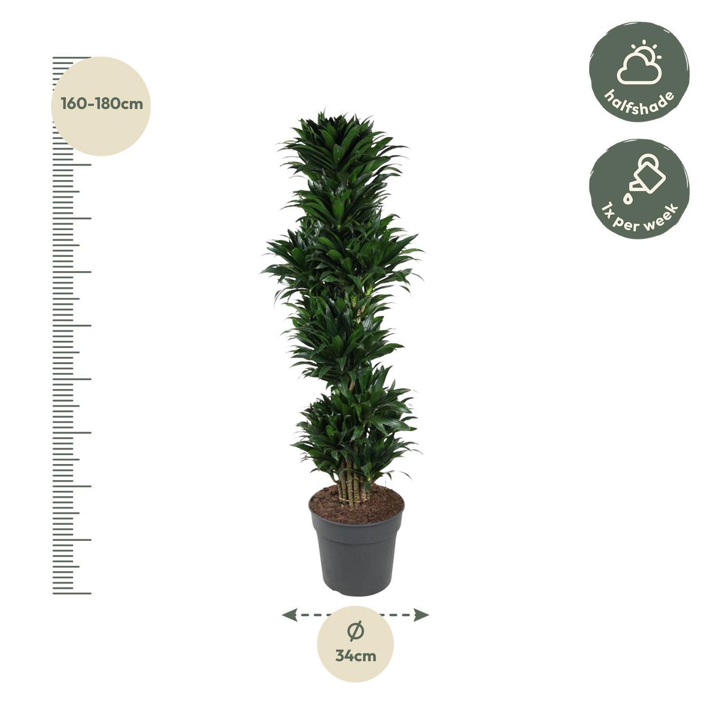 Dracaena Compacta vertakt - 170 cm - Forest Plants