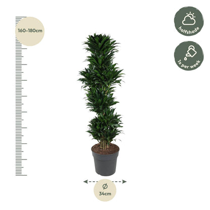 Dracaena Compacta vertakt - 170 cm - Forest Plants