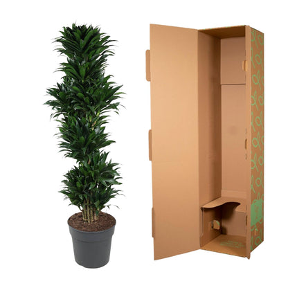 Dracaena Compacta vertakt - 170 cm - Forest Plants