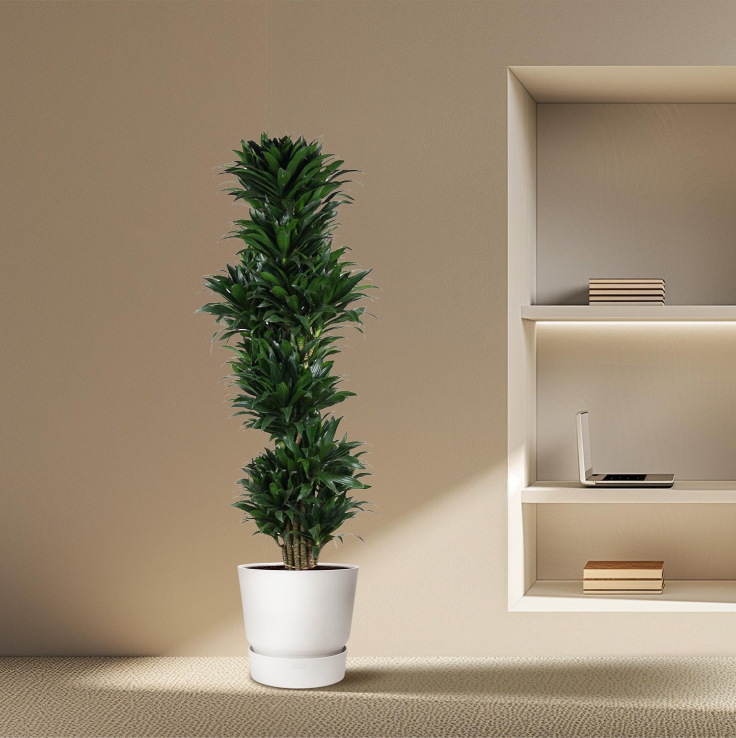 Dracaena Compacta vertakt - 170 cm - Forest Plants