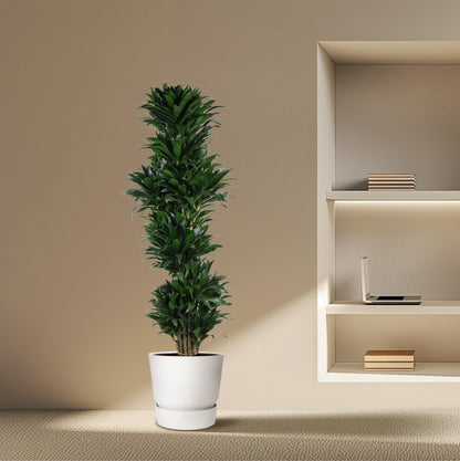 Dracaena Compacta vertakt - 170 cm - Forest Plants
