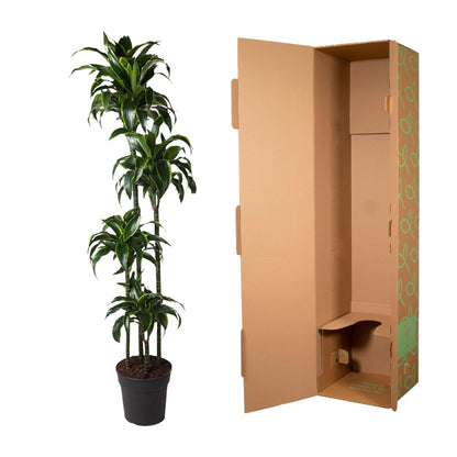 Dracaena Dorado - 170 cm - Forest Plants