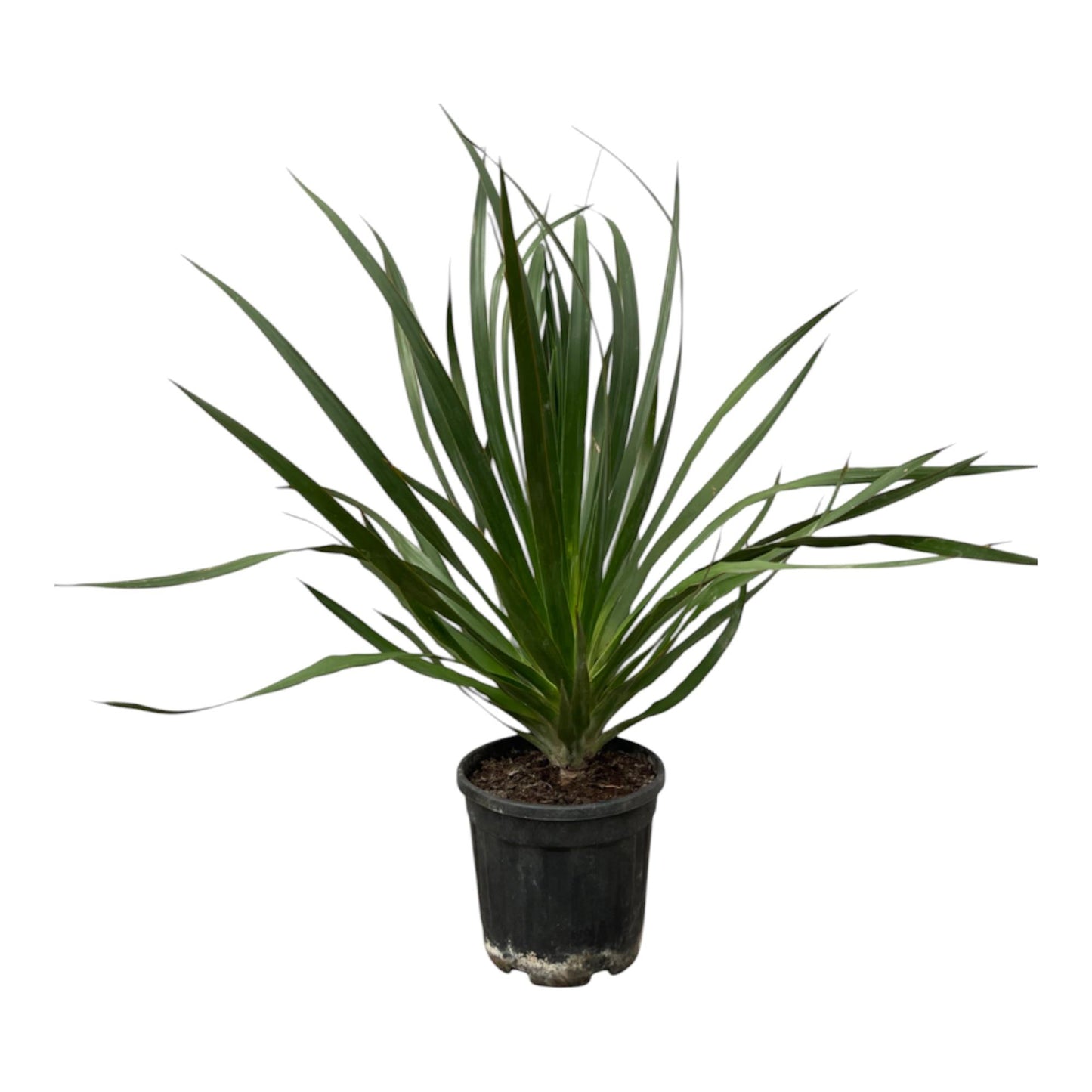 Dracaena Draco - 100 cm