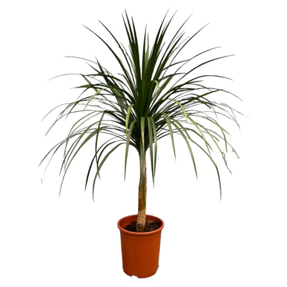 Dracaena Draco - 120 cm