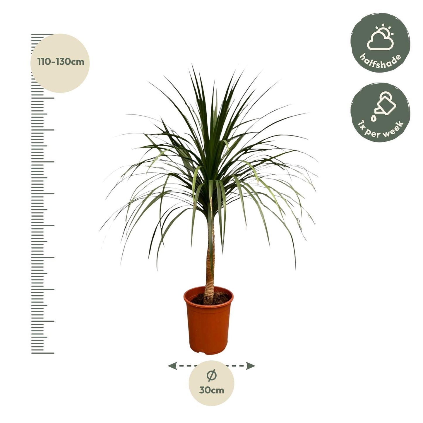 Dracaena Draco - 120 cm