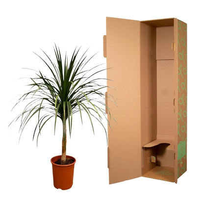 Dracaena Draco - 120 cm