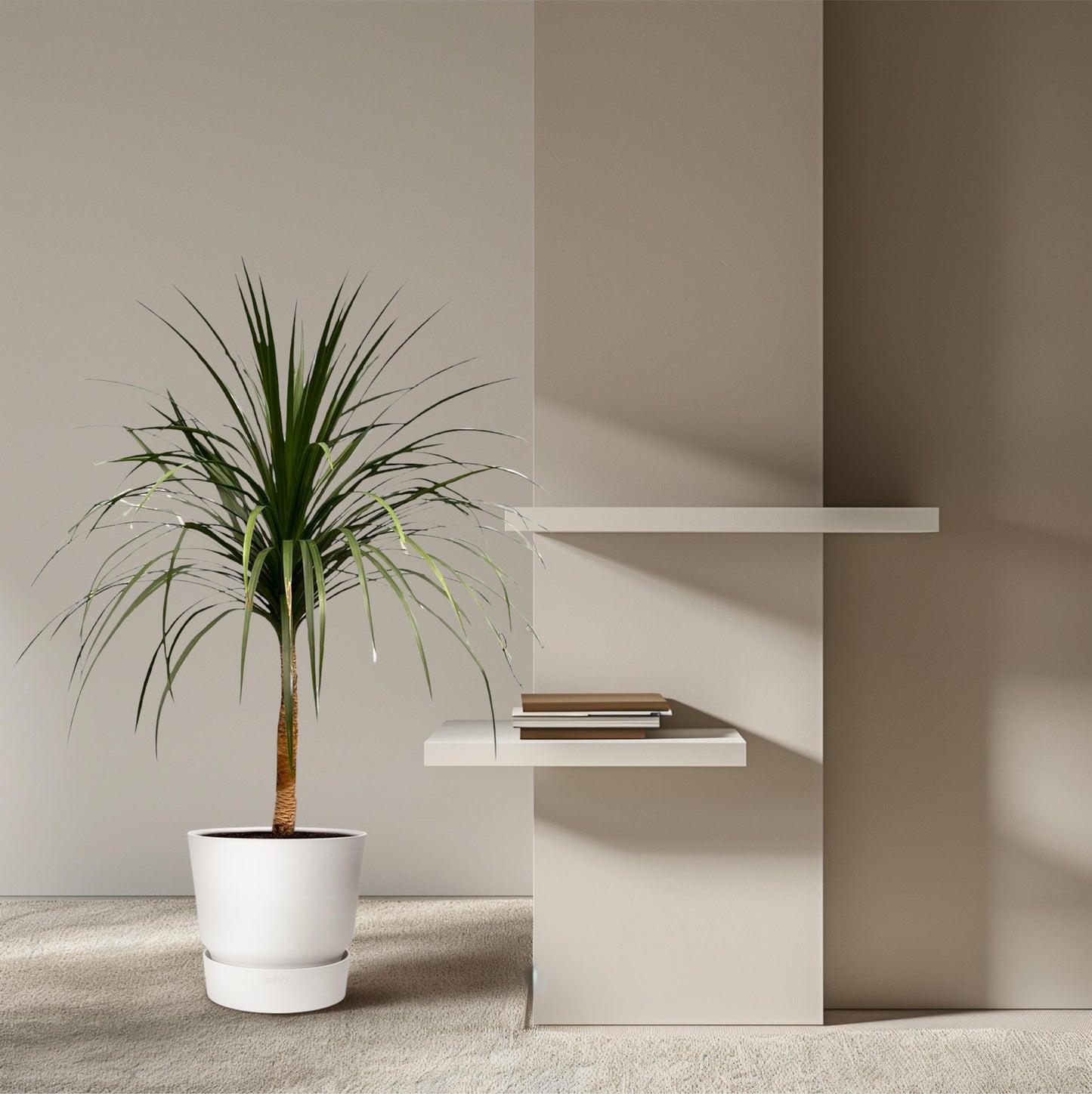 Dracaena Draco - 120 cm