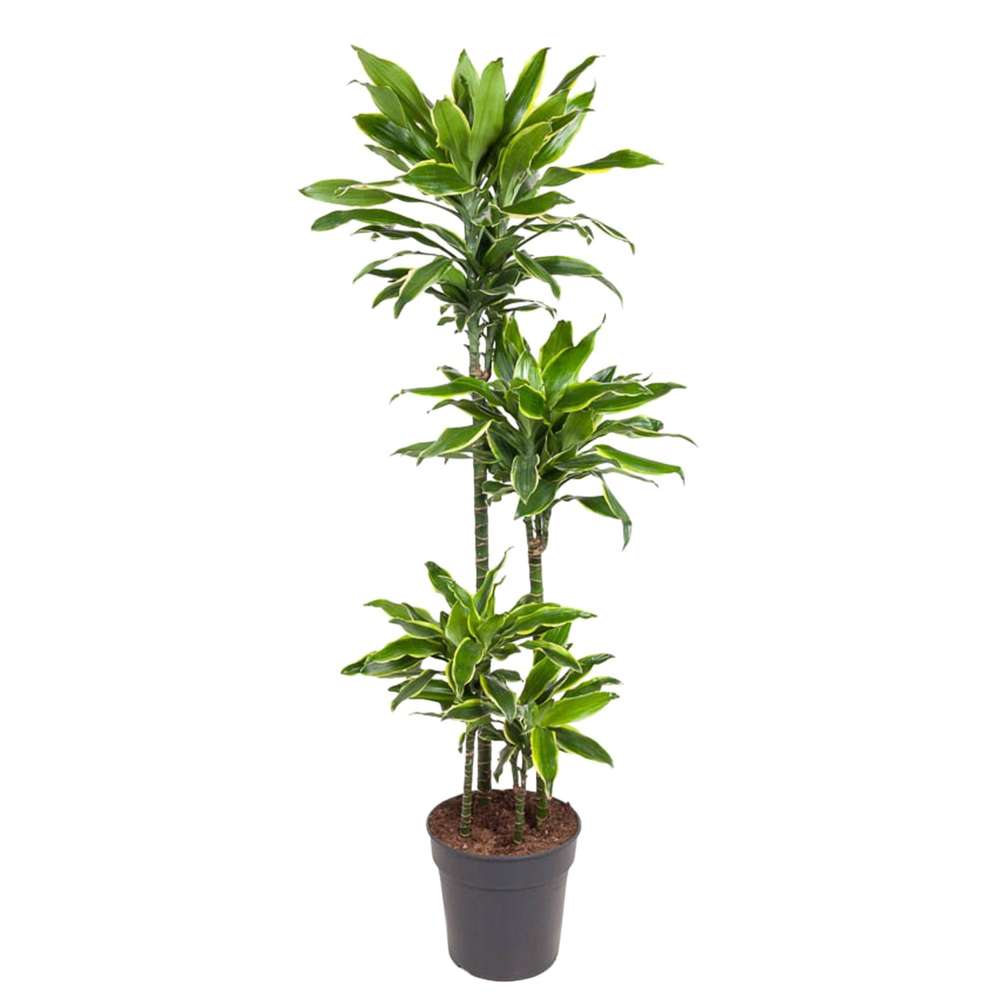 Dracaena Golden Coast - 140 cm - Forest Plants