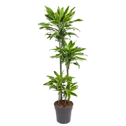 Dracaena Golden Coast - 140 cm - Forest Plants