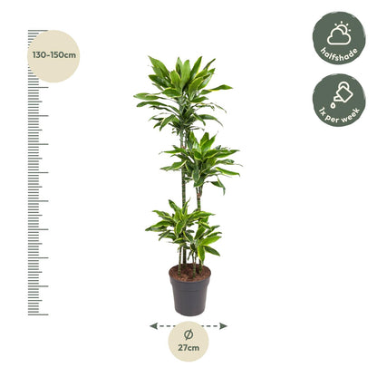 Dracaena Golden Coast - 140 cm - Forest Plants