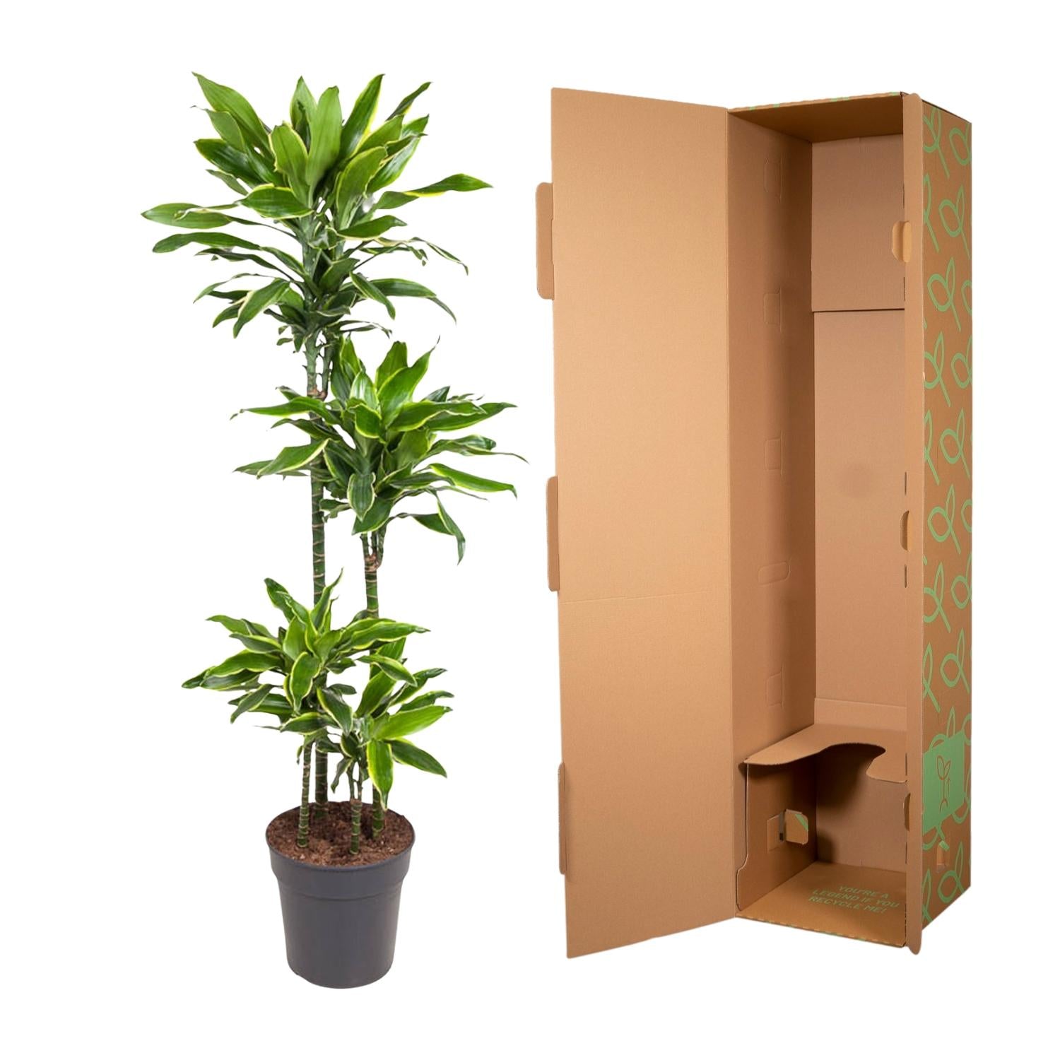 Dracaena Golden Coast - 140 cm - Forest Plants