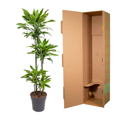 Dracaena Golden Coast - 140 cm - Forest Plants
