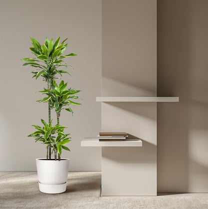 Dracaena Golden Coast - 140 cm - Forest Plants