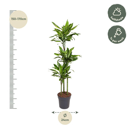Dracaena Golden Coast - 160 cm - Forest Plants