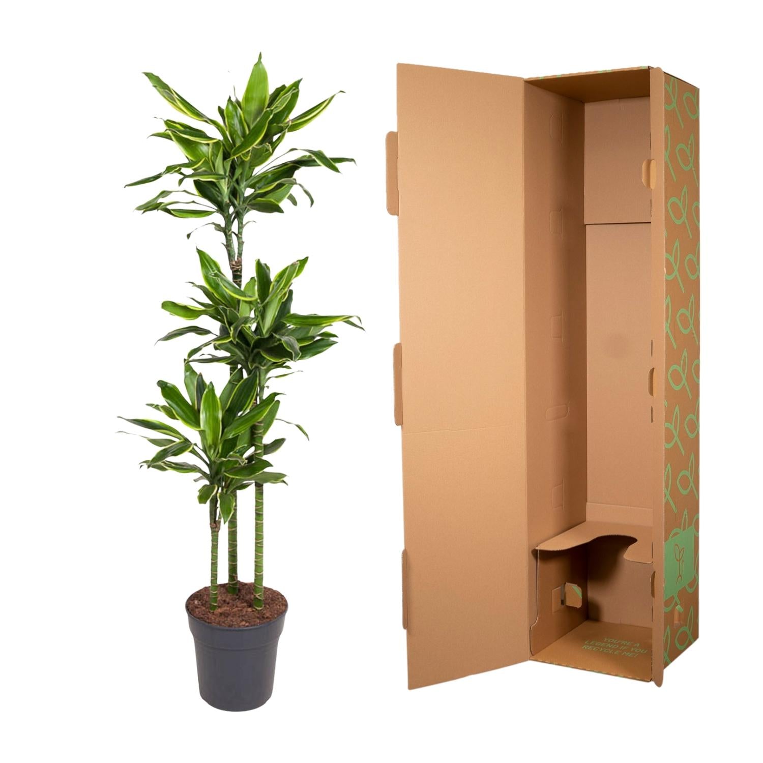 Dracaena Golden Coast - 160 cm - Forest Plants