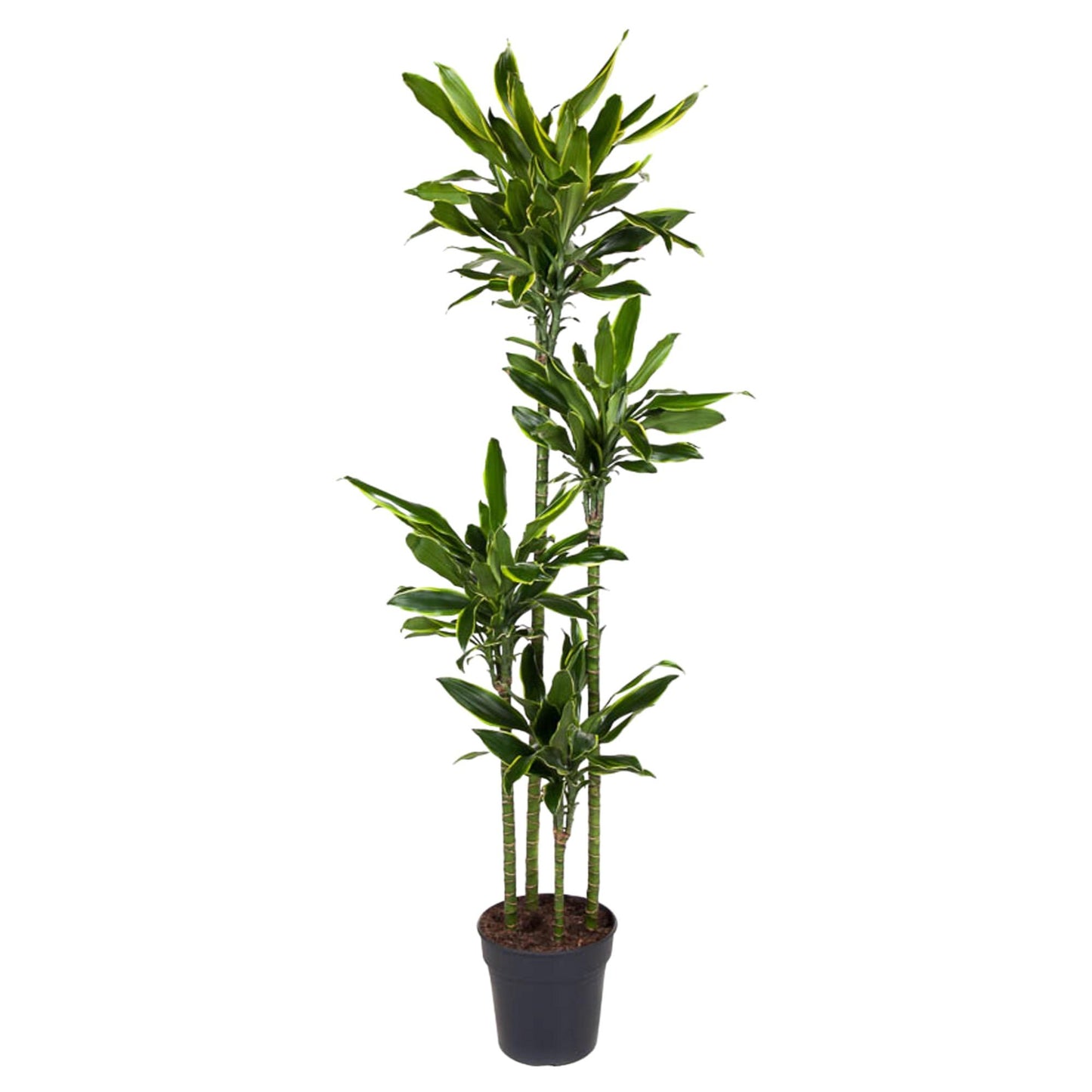 Dracaena Golden Coast - 170 cm - Forest Plants
