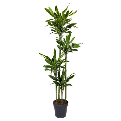 Dracaena Golden Coast - 170 cm - Forest Plants
