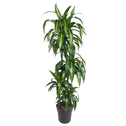 Dracaena Hawaiiana - 180 cm - Forest Plants