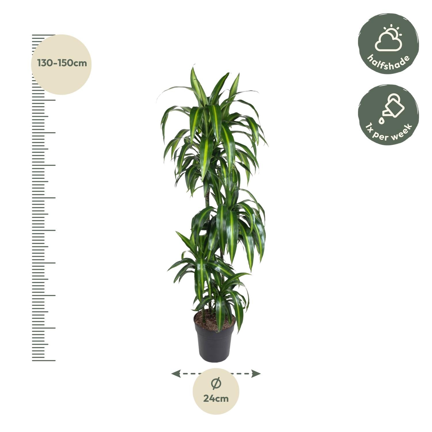 Dracaena Hawaiiana - 180 cm - Forest Plants
