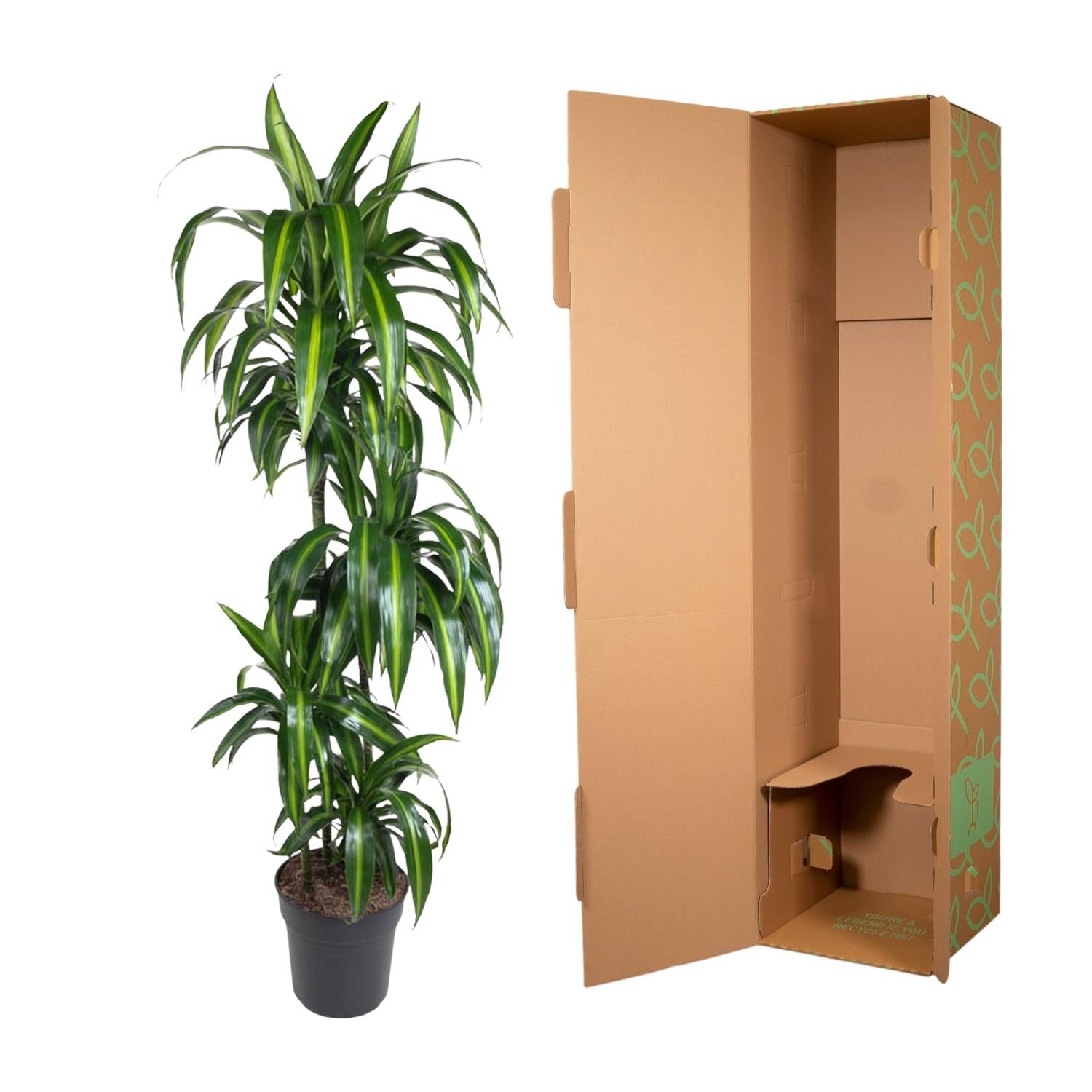Dracaena Hawaiiana - 180 cm - Forest Plants