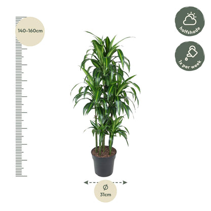 Dracaena Hawaiiana Carrousel - 150 cm - Forest Plants