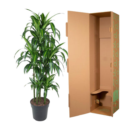 Dracaena Hawaiiana Carrousel - 150 cm - Forest Plants