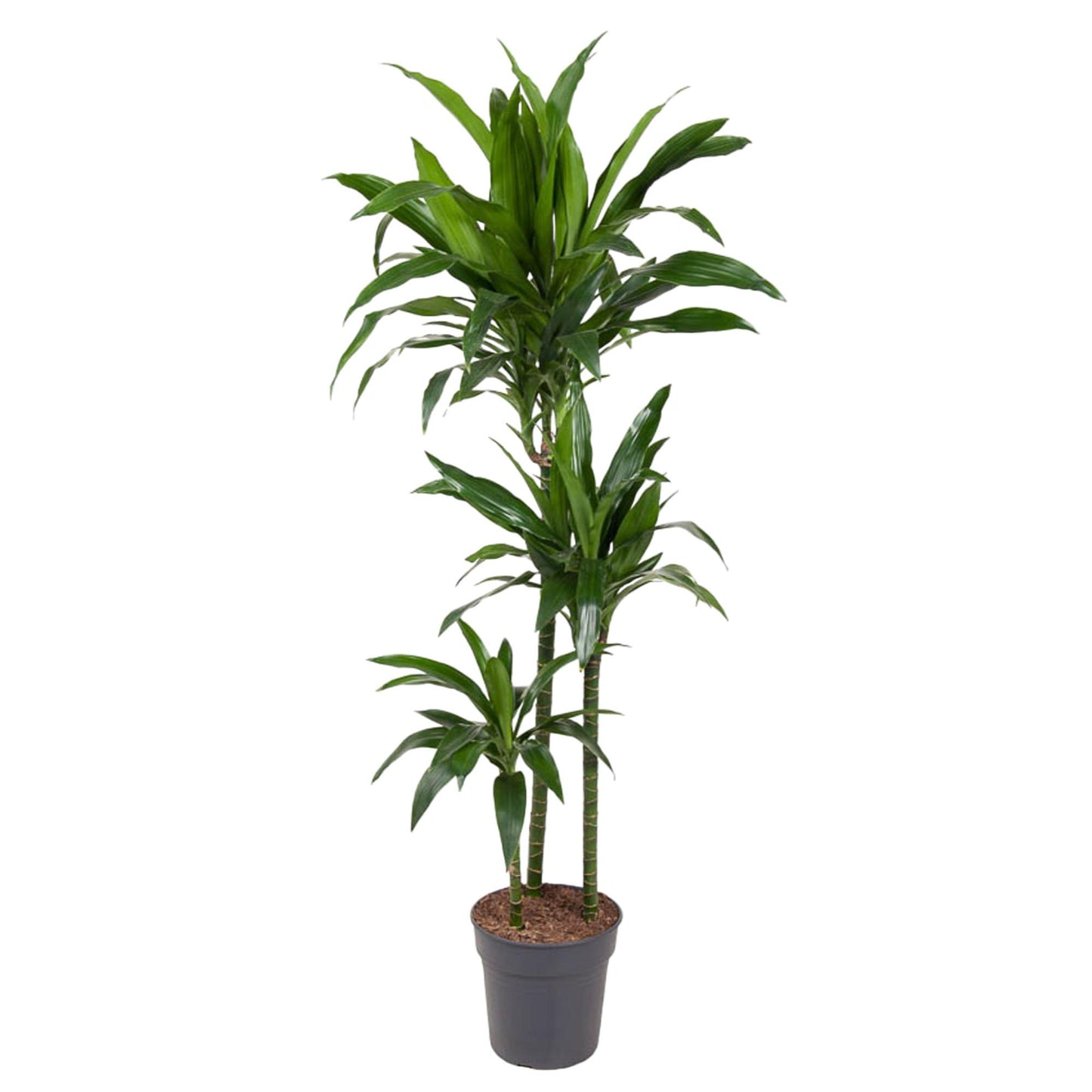 Dracaena Janet Craig - 150 cm - Forest Plants