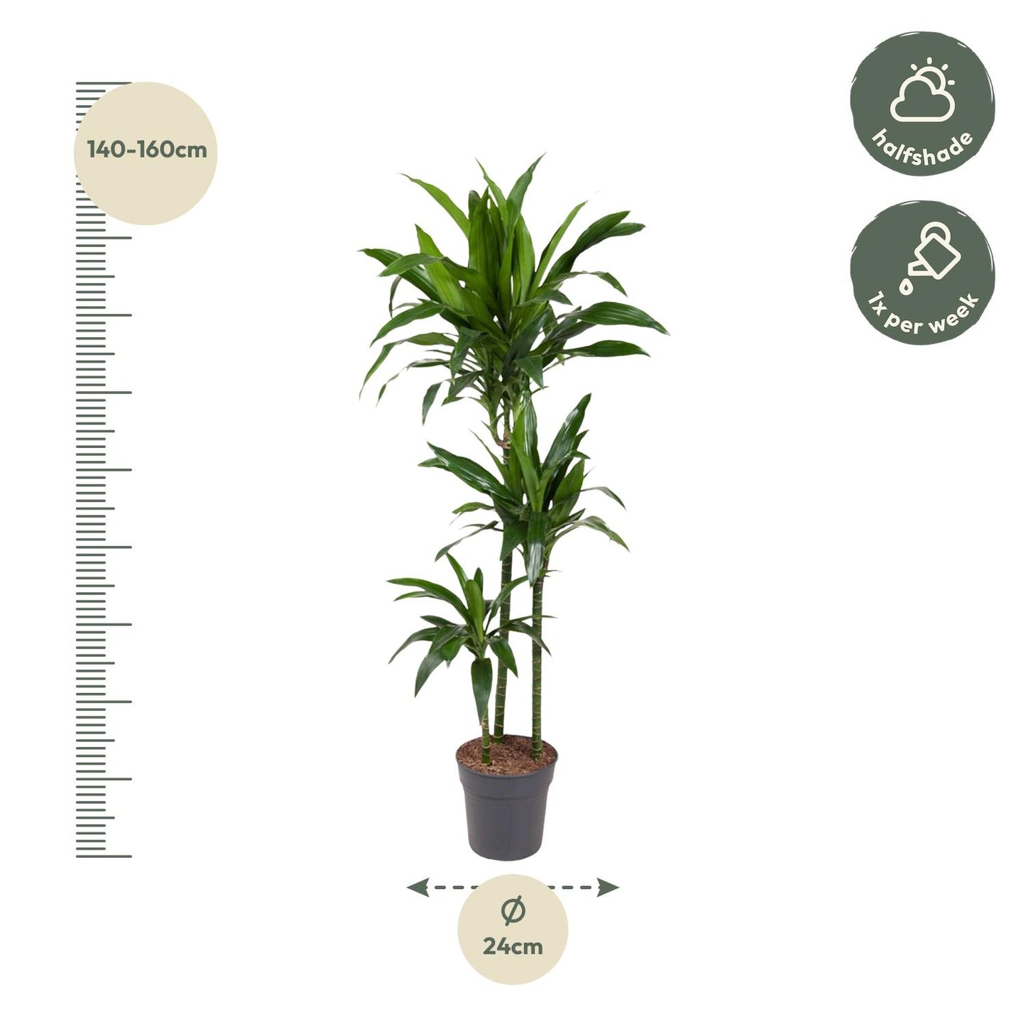Dracaena Janet Craig - 150 cm - Forest Plants