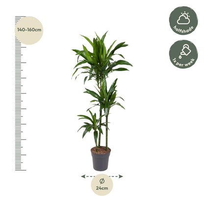 Dracaena Janet Craig - 150 cm - Forest Plants