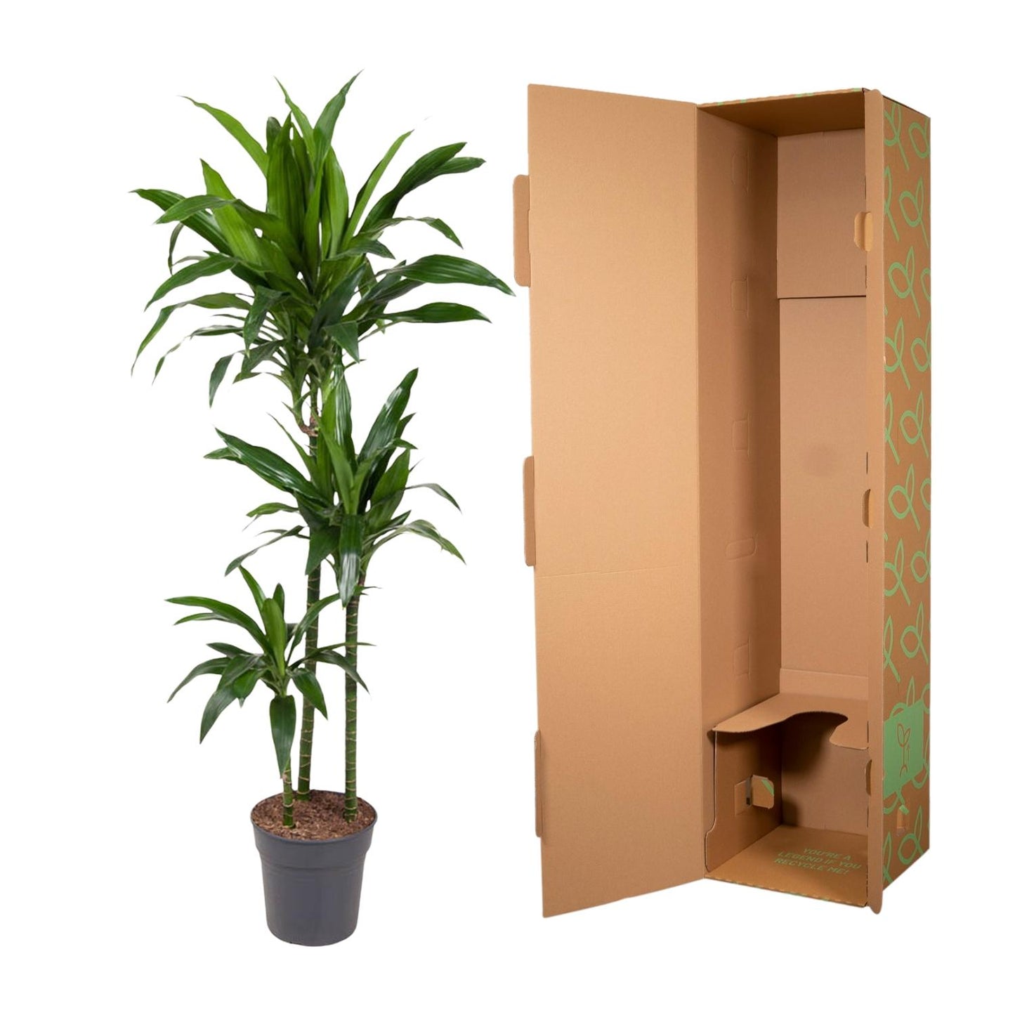 Dracaena Janet Craig - 150 cm - Forest Plants