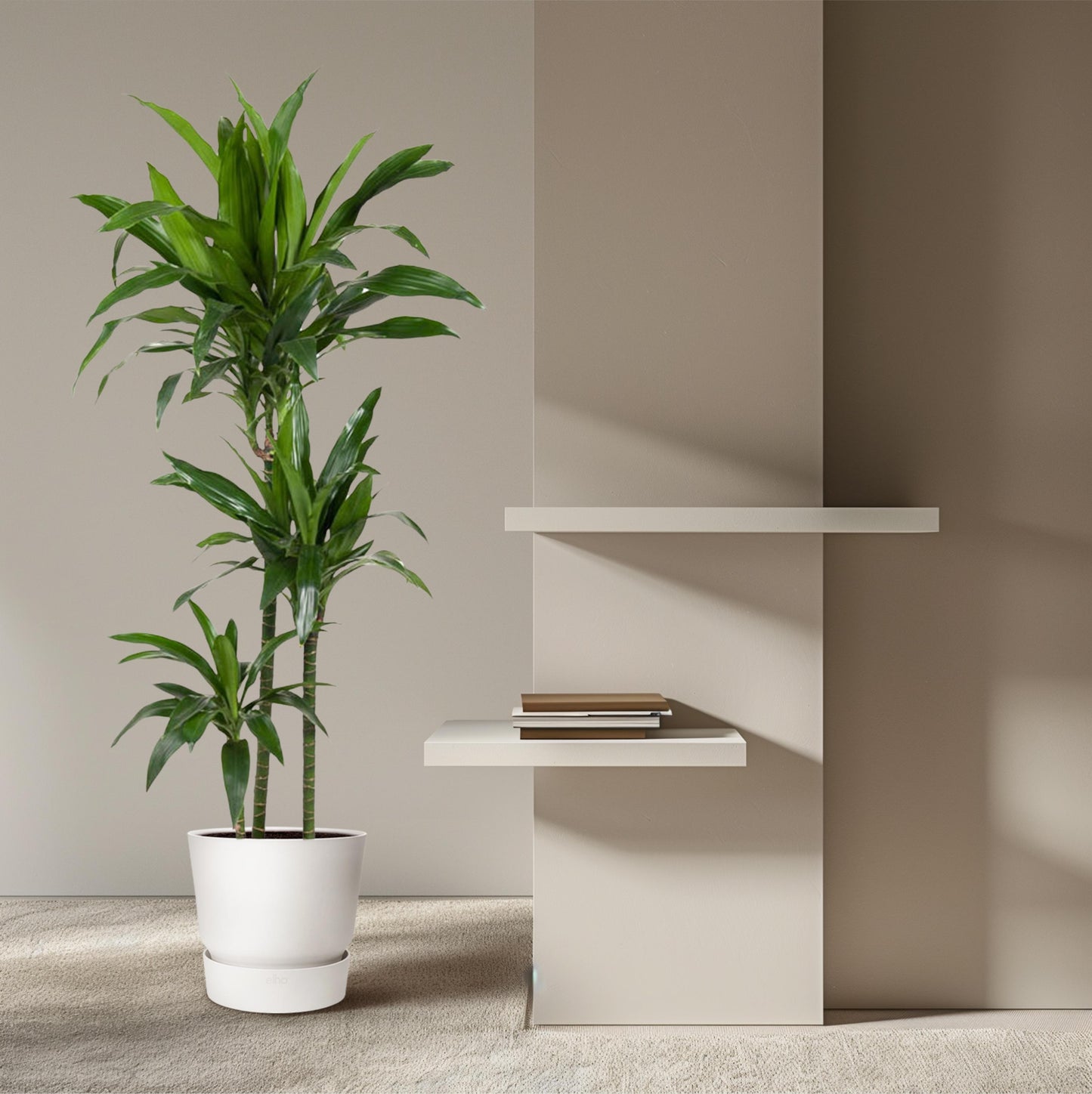 Dracaena Janet Craig - 150 cm - Forest Plants