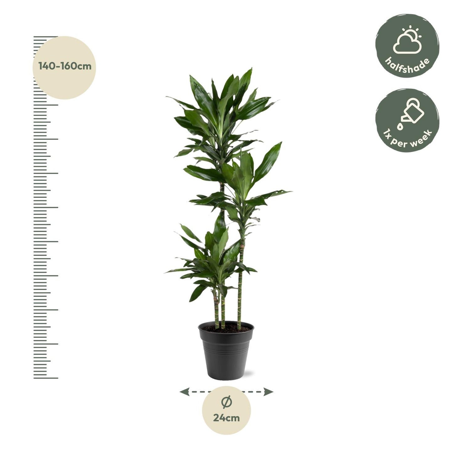 Dracaena Janet Lind - 150-160 cm - Forest Plants