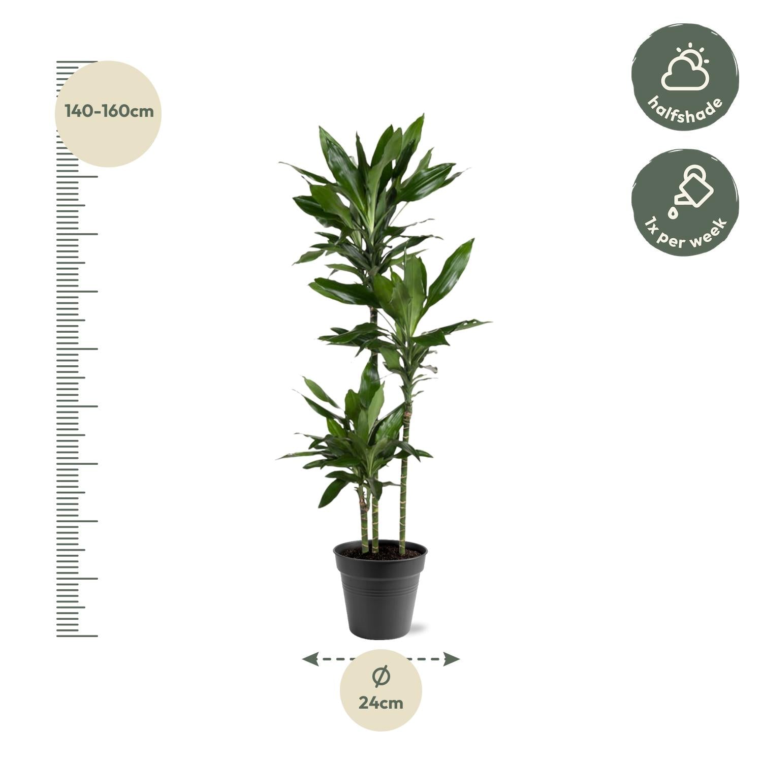 Dracaena Janet Lind - 150-160 cm - Forest Plants