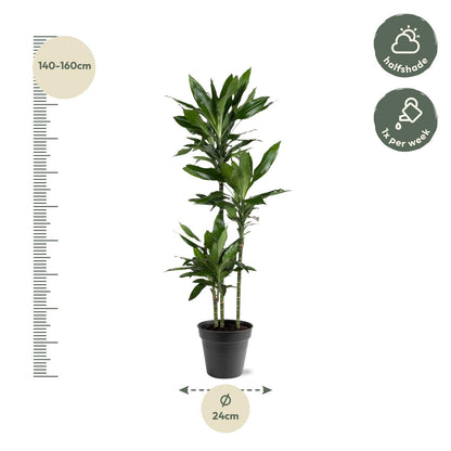 Dracaena Janet Lind - 150-160 cm - Forest Plants