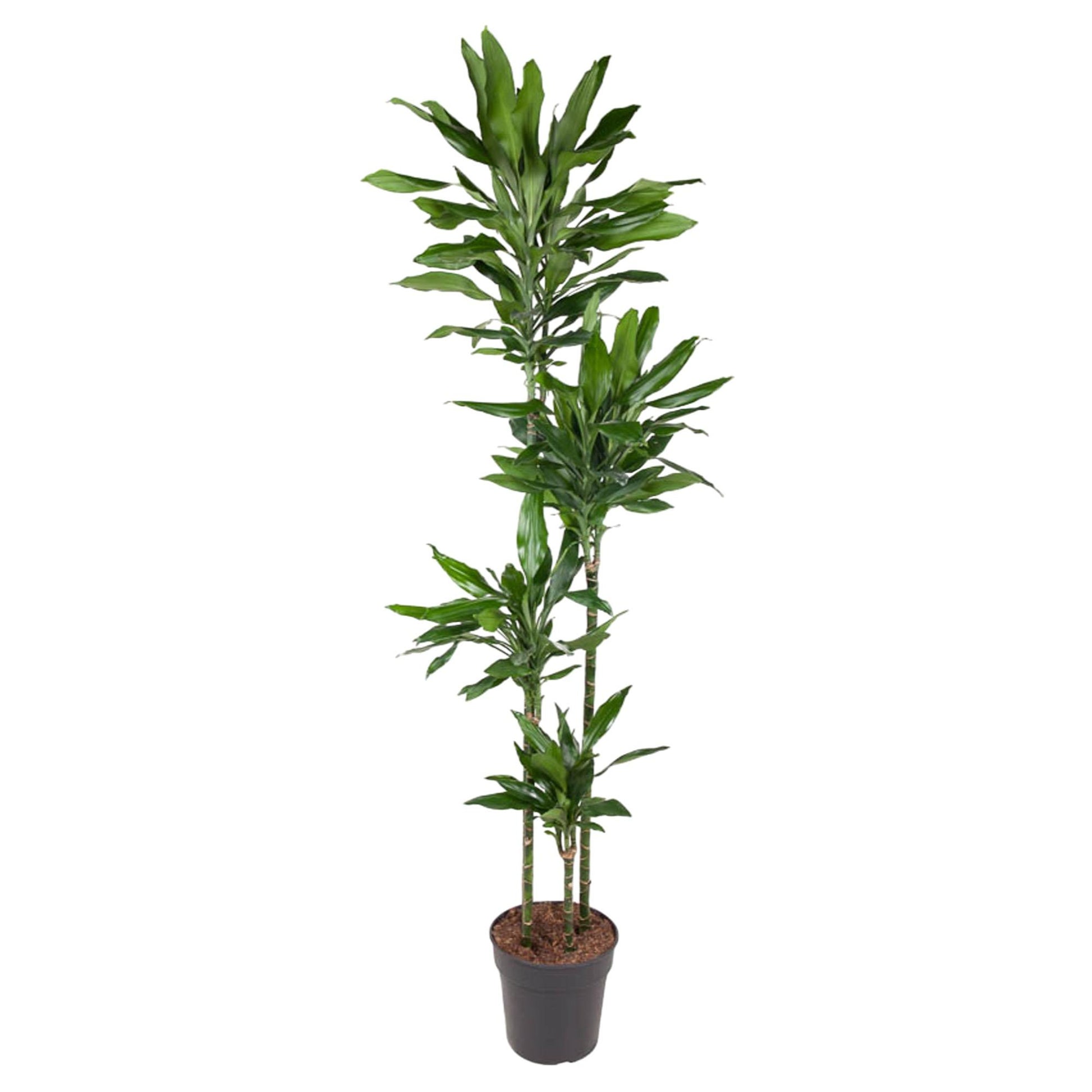 Dracaena Janet Lind - 180 cm - Forest Plants